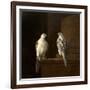 Two Iceland Falcons-Jakob Bogdani Or Bogdany-Framed Giclee Print