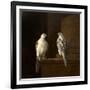 Two Iceland Falcons-Jakob Bogdani Or Bogdany-Framed Giclee Print