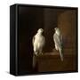 Two Iceland Falcons-Jakob Bogdani Or Bogdany-Framed Stretched Canvas