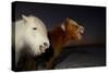 Two Icelandic Horses, Close-Up-Arctic-Images-Stretched Canvas