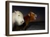 Two Icelandic Horses, Close-Up-Arctic-Images-Framed Photographic Print