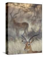 Two Impalas Amid Grass and Trees, Samburu National Reserve, Kenya-Arthur Morris-Stretched Canvas