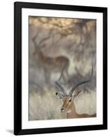 Two Impalas Amid Grass and Trees, Samburu National Reserve, Kenya-Arthur Morris-Framed Photographic Print