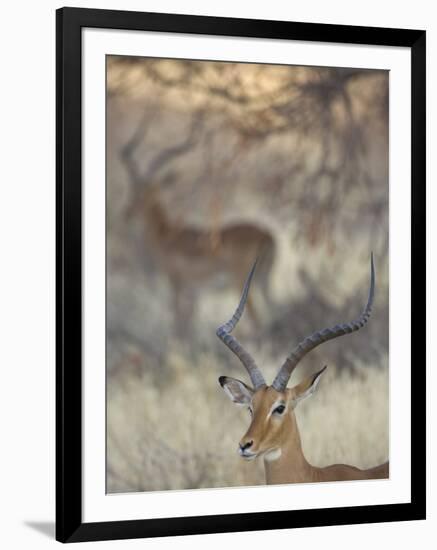 Two Impalas Amid Grass and Trees, Samburu National Reserve, Kenya-Arthur Morris-Framed Photographic Print