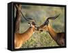 Two Impalas Standing Cheek to Cheek-John Alves-Framed Stretched Canvas