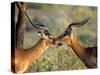 Two Impalas Standing Cheek to Cheek-John Alves-Stretched Canvas