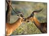 Two Impalas Standing Cheek to Cheek-John Alves-Mounted Photographic Print