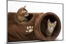 Wood Mount