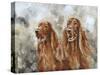 Two Irish Setters-Solveiga-Stretched Canvas