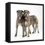 Two Irish Wolfhounds-null-Framed Stretched Canvas