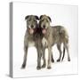 Two Irish Wolfhounds-null-Stretched Canvas