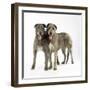 Two Irish Wolfhounds-null-Framed Photographic Print