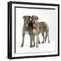 Two Irish Wolfhounds-null-Framed Photographic Print