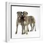 Two Irish Wolfhounds-null-Framed Photographic Print