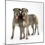 Two Irish Wolfhounds-null-Mounted Photographic Print