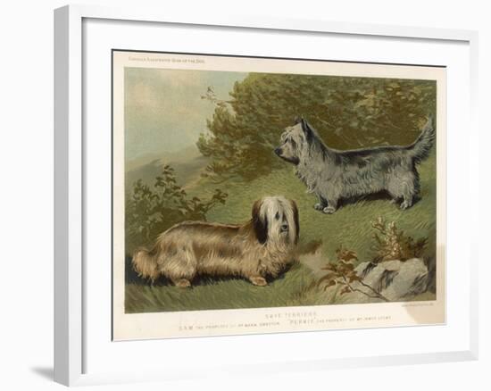 Two Isle of Skye Terriers One Drop-Eared the Other Prick- Eared-null-Framed Art Print