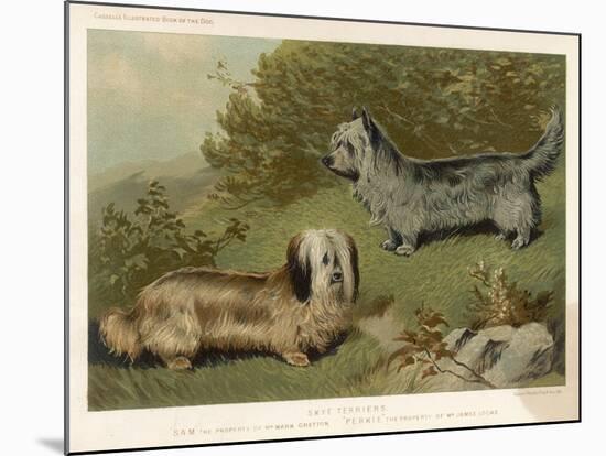 Two Isle of Skye Terriers One Drop-Eared the Other Prick- Eared-null-Mounted Art Print
