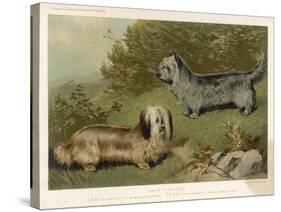 Two Isle of Skye Terriers One Drop-Eared the Other Prick- Eared-null-Stretched Canvas