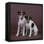 Two Jack Russell Terriers-DLILLC-Framed Stretched Canvas