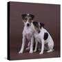 Two Jack Russell Terriers-DLILLC-Stretched Canvas