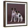 Two Jack Russell Terriers-DLILLC-Framed Photographic Print