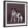Two Jack Russell Terriers-DLILLC-Framed Photographic Print