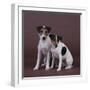 Two Jack Russell Terriers-DLILLC-Framed Photographic Print