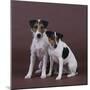 Two Jack Russell Terriers-DLILLC-Mounted Photographic Print