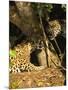 Two Jaguars (Panthera onca) snarling at each other on the riverbank, Pantanal, Brazil. September-Mary McDonald-Mounted Photographic Print