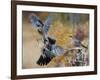 Two jays two fighting in mid-air, Norway-Markus Varesvuo-Framed Photographic Print