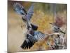 Two jays two fighting in mid-air, Norway-Markus Varesvuo-Mounted Photographic Print