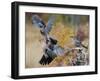 Two jays two fighting in mid-air, Norway-Markus Varesvuo-Framed Photographic Print