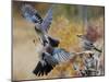 Two jays two fighting in mid-air, Norway-Markus Varesvuo-Mounted Photographic Print