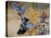 Two jays two fighting in mid-air, Norway-Markus Varesvuo-Stretched Canvas