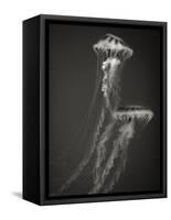 Two Jellyfish-Henry Horenstein-Framed Stretched Canvas