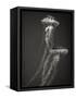 Two Jellyfish-Henry Horenstein-Framed Stretched Canvas