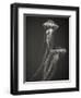 Two Jellyfish-Henry Horenstein-Framed Photographic Print