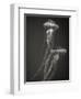 Two Jellyfish-Henry Horenstein-Framed Photographic Print