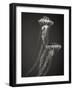 Two Jellyfish-Henry Horenstein-Framed Photographic Print