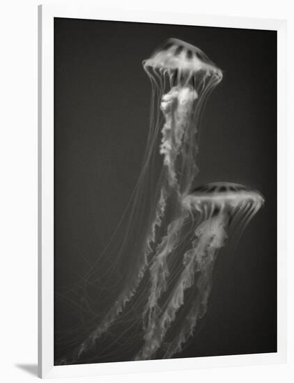 Two Jellyfish-Henry Horenstein-Framed Photographic Print