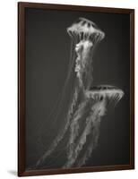 Two Jellyfish-Henry Horenstein-Framed Photographic Print