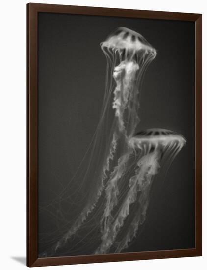 Two Jellyfish-Henry Horenstein-Framed Photographic Print