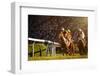 Two Jockeys during Horse Races on His Horses Going towards Finish Line. Traditional European Sport.-Vladimir Hodac-Framed Photographic Print