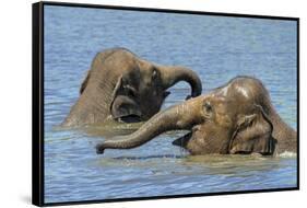 Two juvenile Asian elephants having fun bathing-Philippe Clement-Framed Stretched Canvas