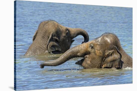 Two juvenile Asian elephants having fun bathing-Philippe Clement-Stretched Canvas