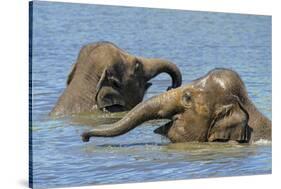 Two juvenile Asian elephants having fun bathing-Philippe Clement-Stretched Canvas