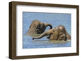 Two juvenile Asian elephants having fun bathing-Philippe Clement-Framed Photographic Print