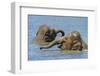 Two juvenile Asian elephants having fun bathing-Philippe Clement-Framed Photographic Print