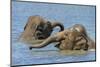 Two juvenile Asian elephants having fun bathing-Philippe Clement-Mounted Photographic Print