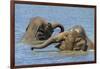 Two juvenile Asian elephants having fun bathing-Philippe Clement-Framed Photographic Print